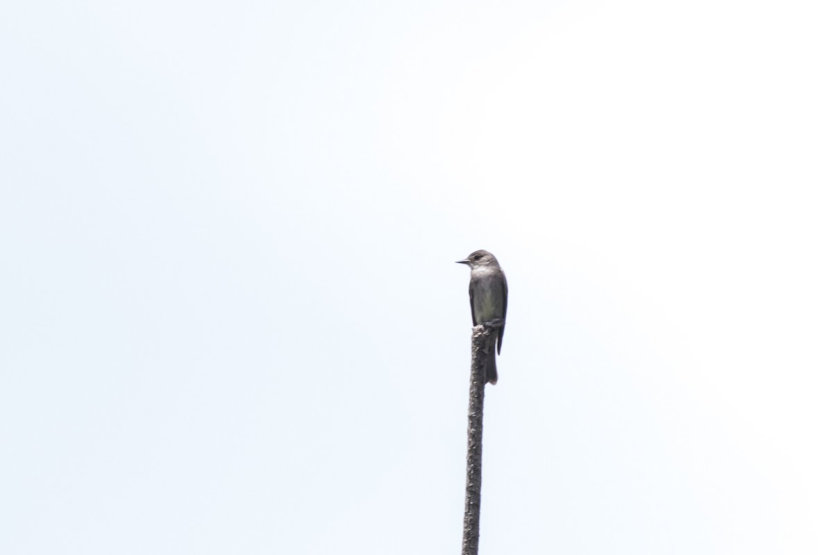 Western Wood-Pewee - ML366309991