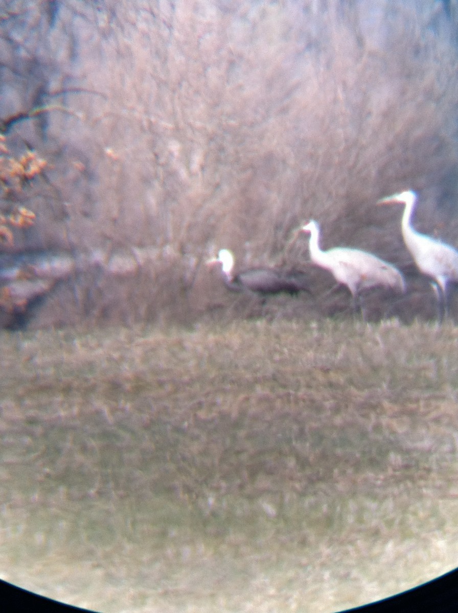 Hooded Crane - ML366311741