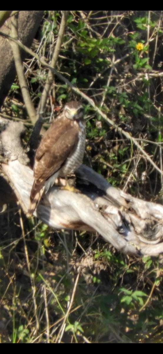 Roadside Hawk - ML366312001