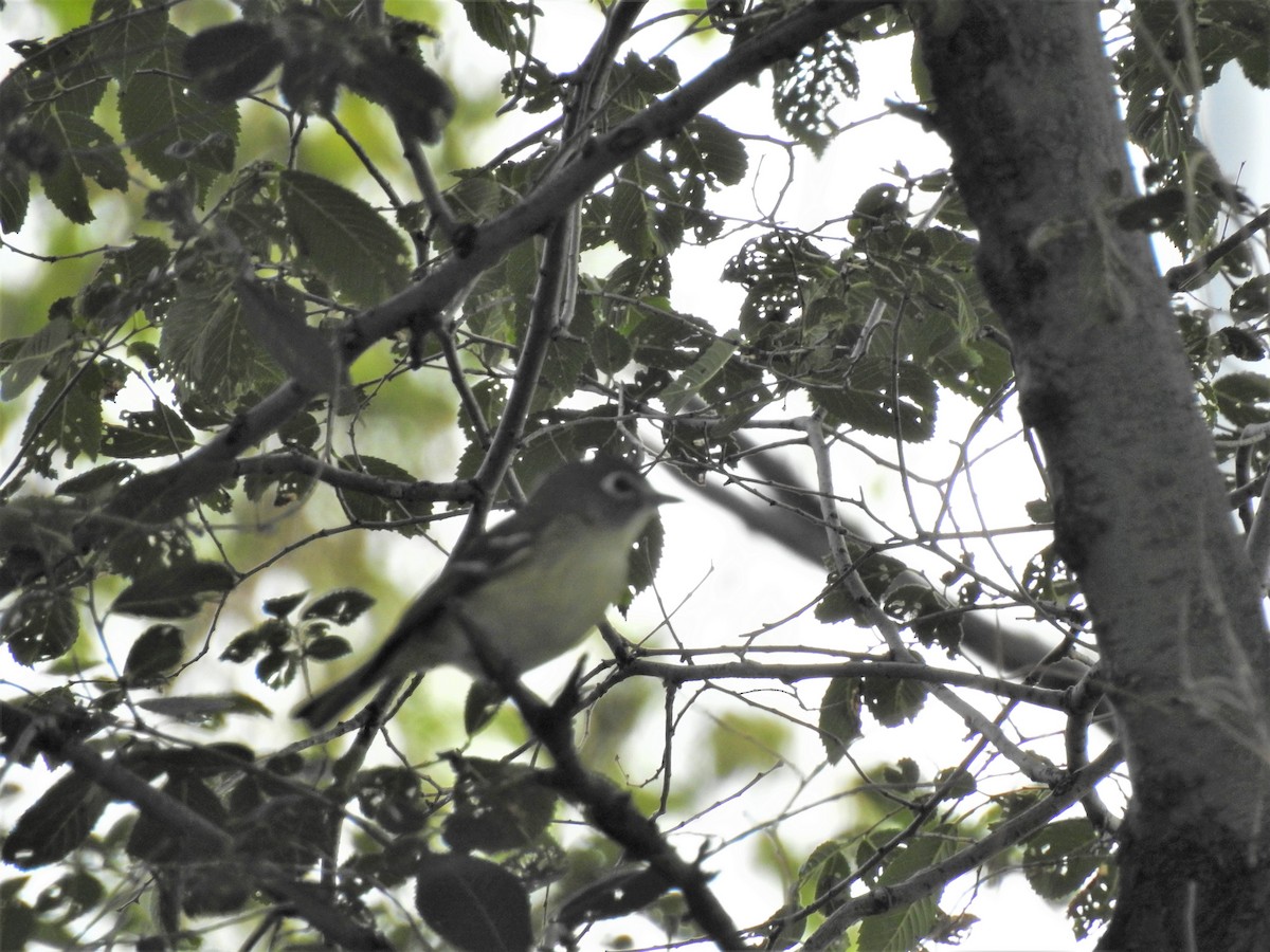 Blue-headed Vireo - ML366315281