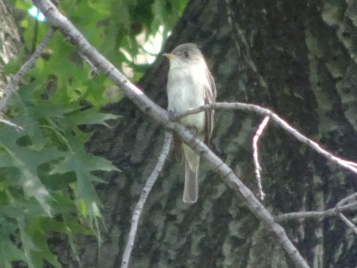 Eastern Wood-Pewee - ML366317161