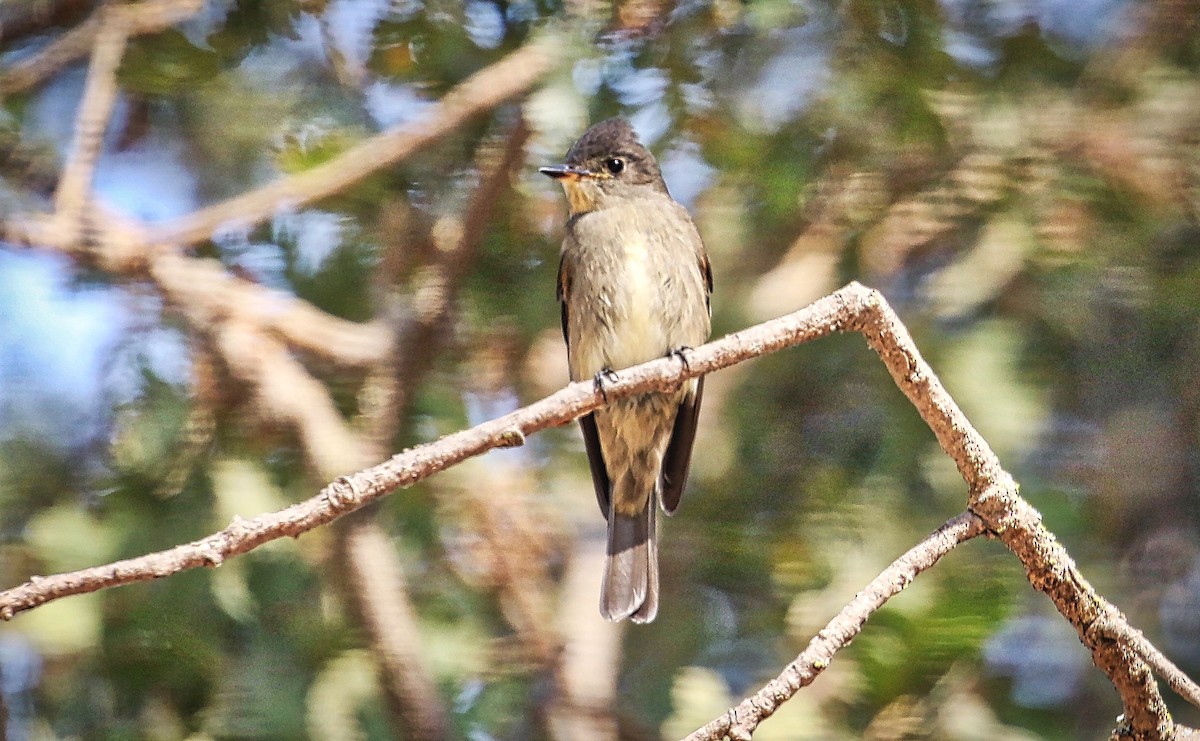 Western Wood-Pewee - ML366317381