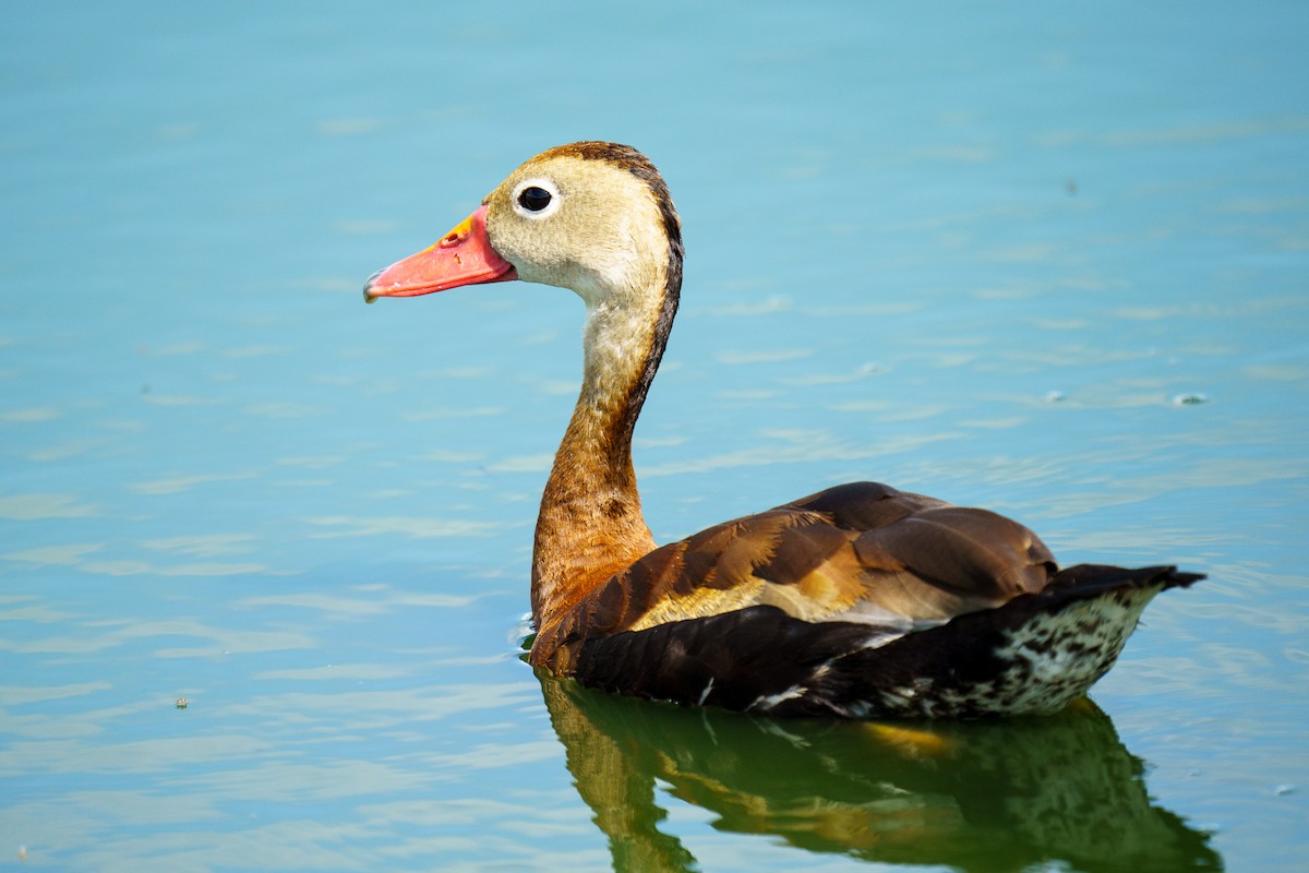 Black-bellied Whistling-Duck - Dylan Wake