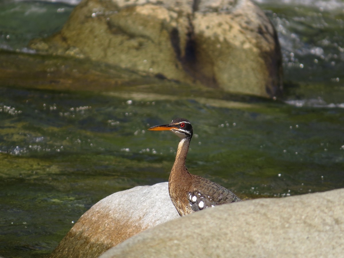 Sunbittern - ML36632091