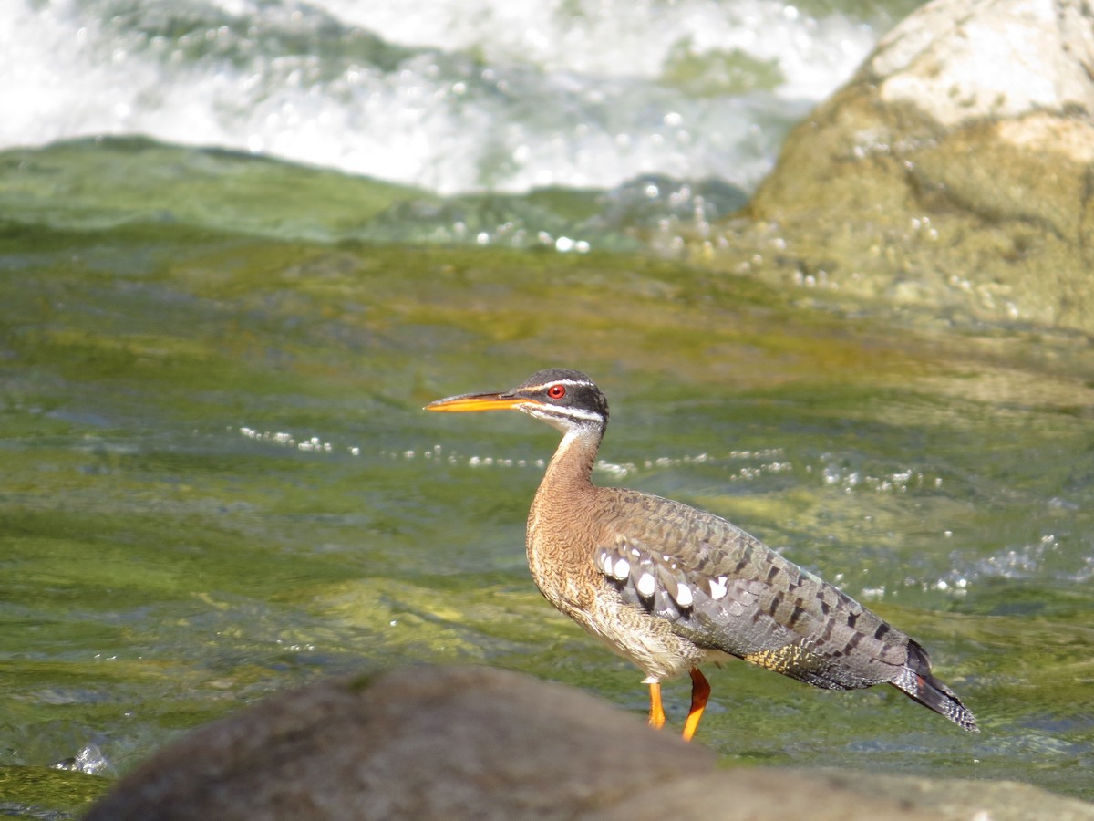 Sunbittern - ML36632101