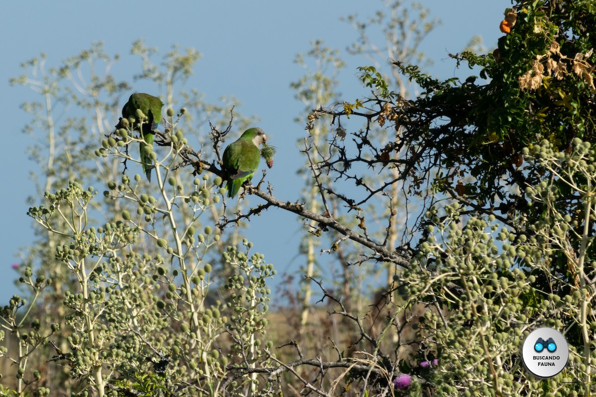 Monk Parakeet - ML366322841