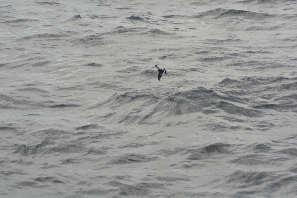 Wilson's Storm-Petrel - ML366326121