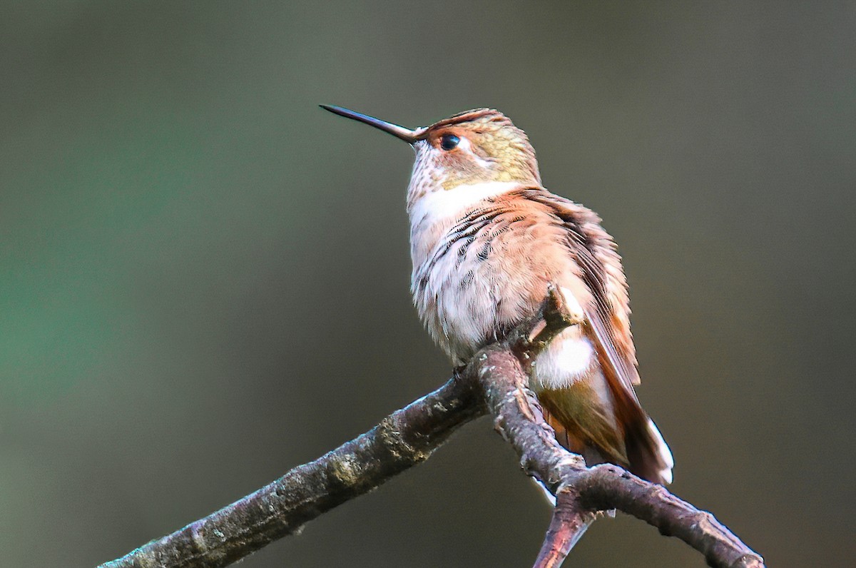 Colibrí Rufo - ML366326661