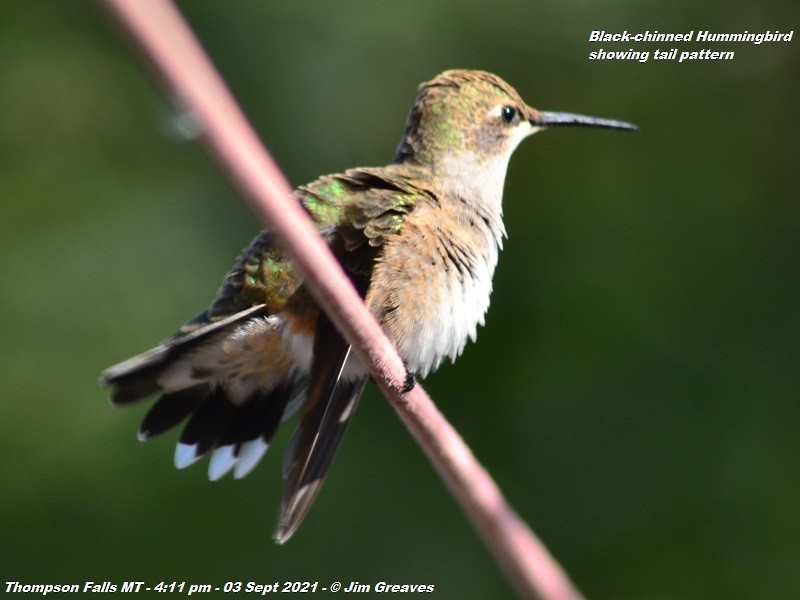 Black-chinned Hummingbird - ML366327571