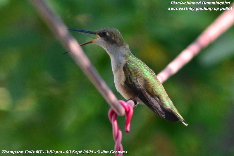 Black-chinned Hummingbird - ML366327591