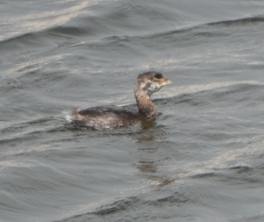 Pied-billed Grebe - ML366328431