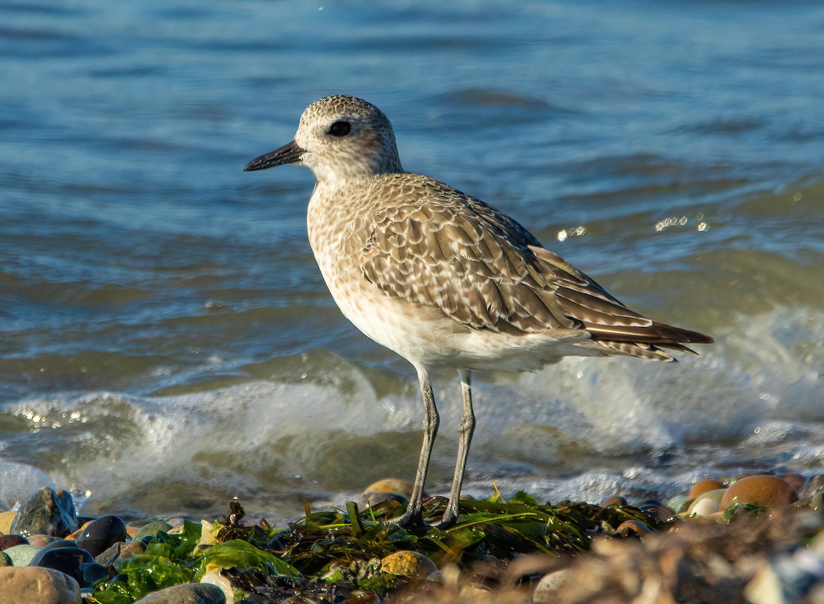 Black-bellied Plover - Paul  Bueren