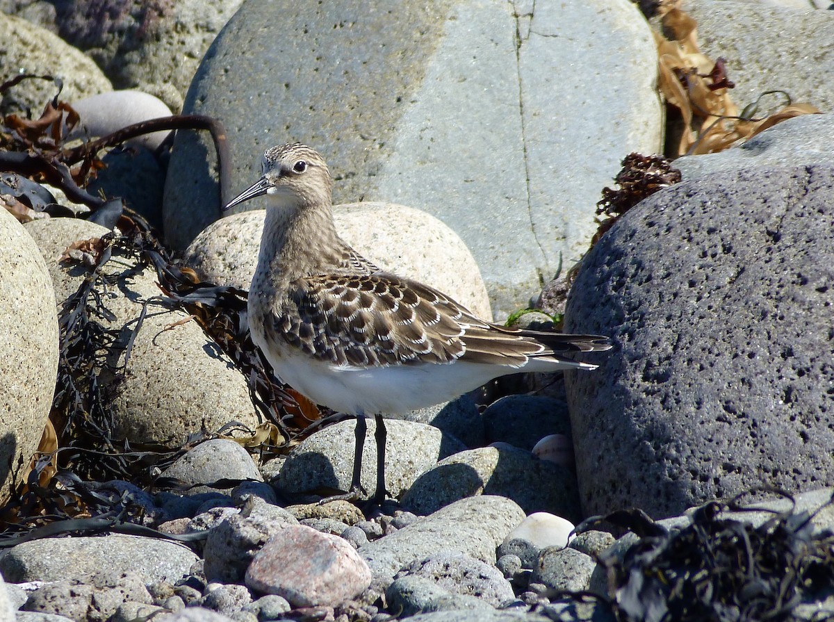 Baird's Sandpiper - ML366334281