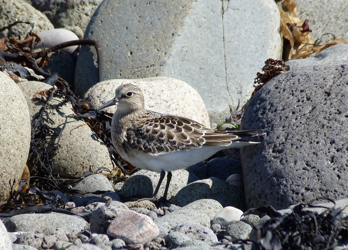 Baird's Sandpiper - ML366334461