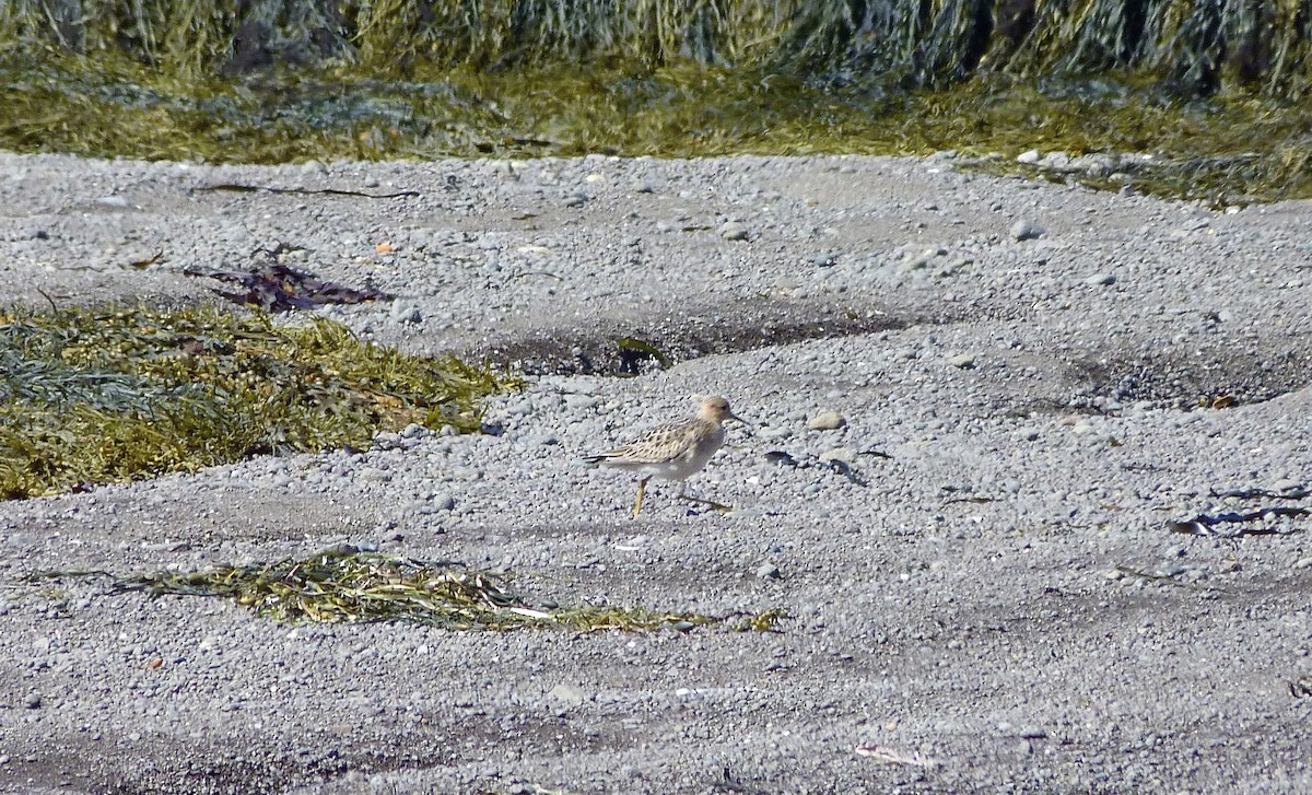Buff-breasted Sandpiper - ML366335051