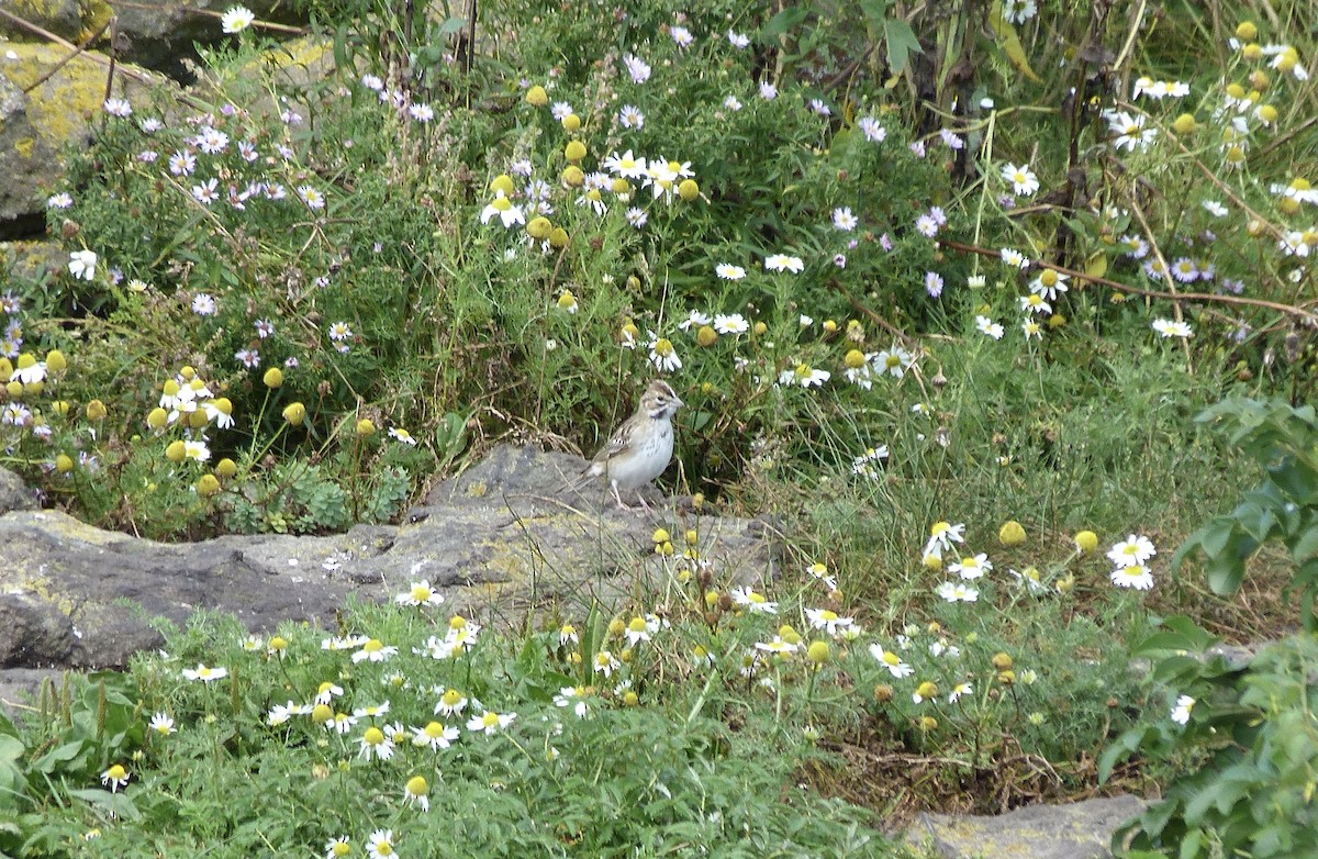 Lark Sparrow - ML366335741