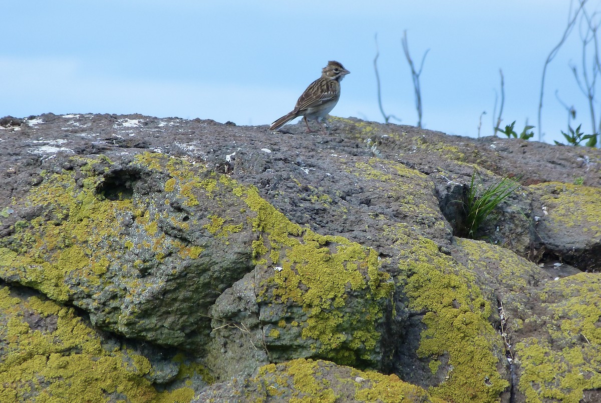 Lark Sparrow - ML366335901