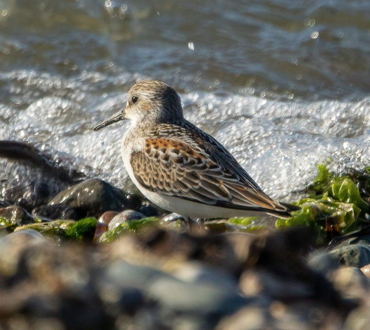 Western Sandpiper - Paul  Bueren