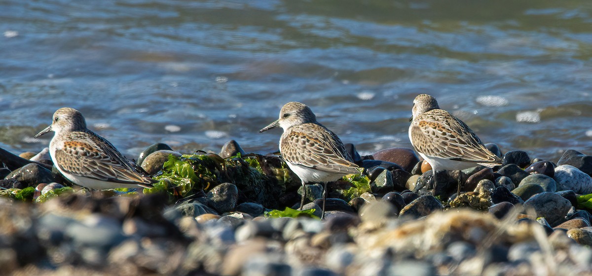 Western Sandpiper - Paul  Bueren