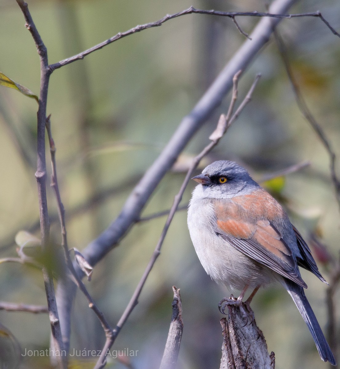 Junco aux yeux jaunes - ML366338501