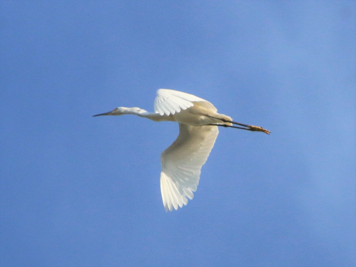 Snowy Egret - ML366338681
