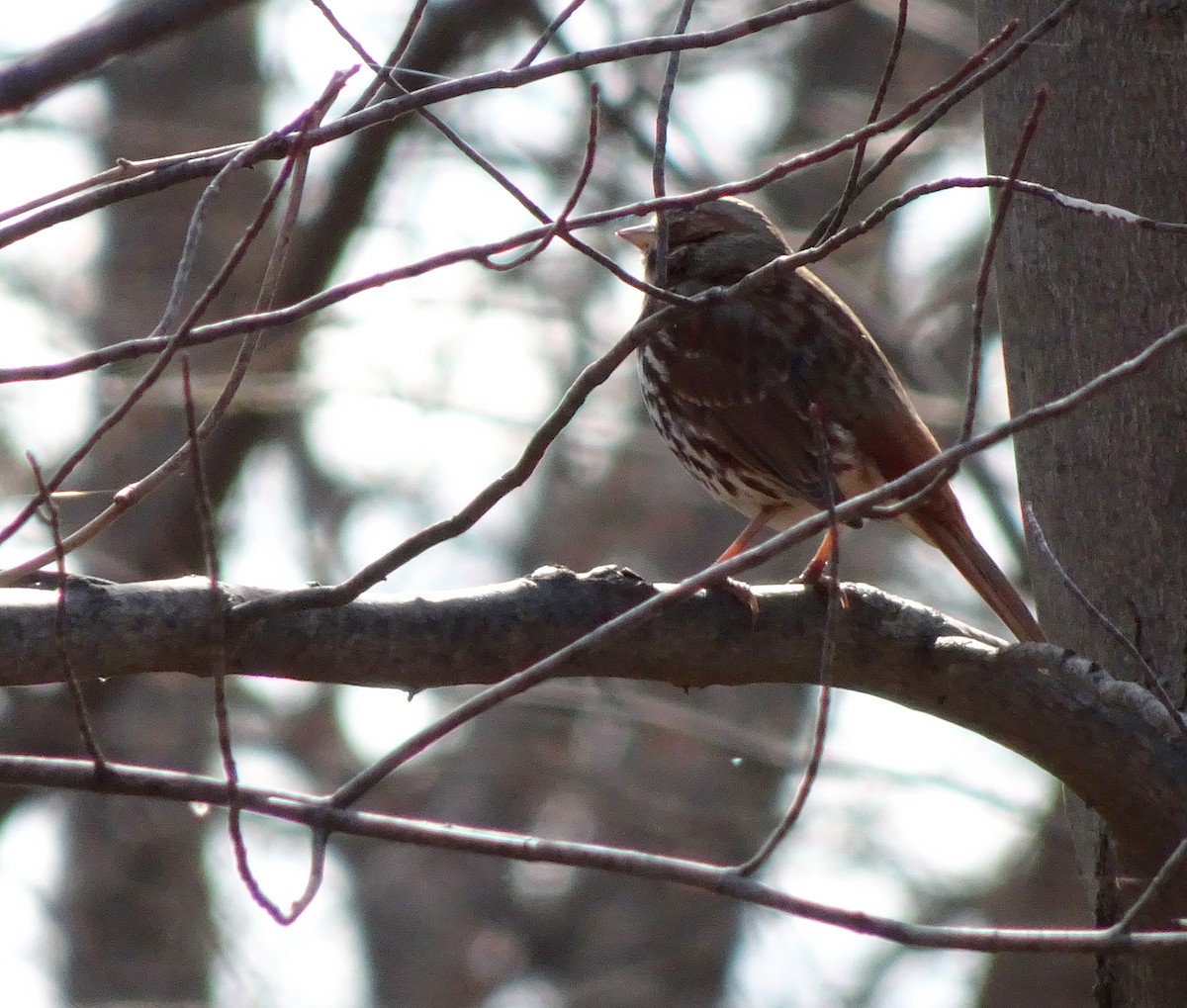 Fox Sparrow - ML36633931