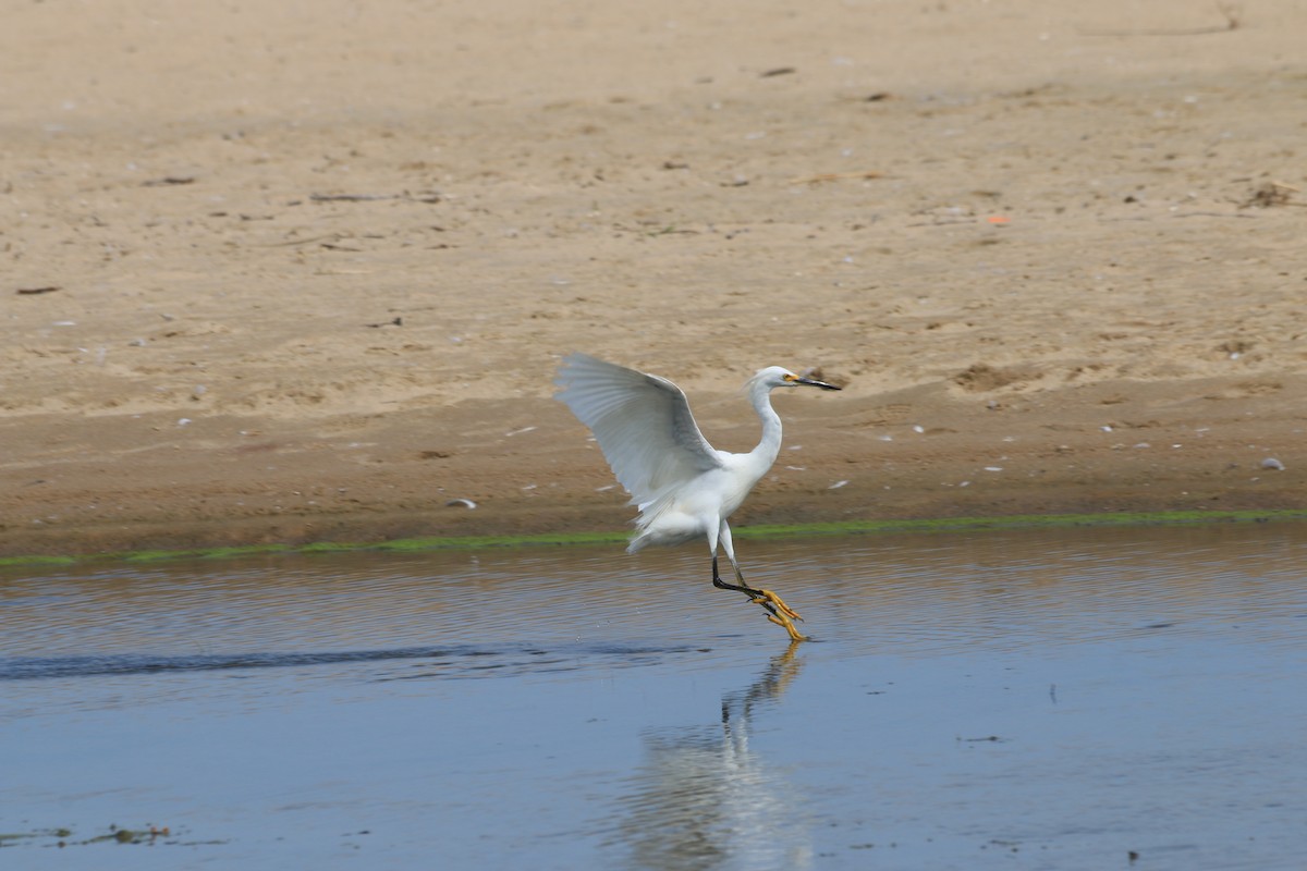 Snowy Egret - ML366339491