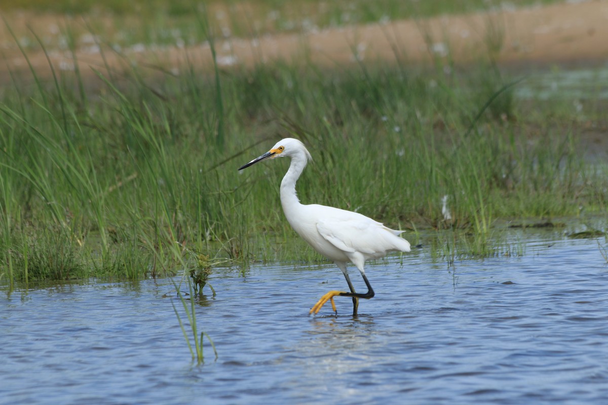 Snowy Egret - ML366339561