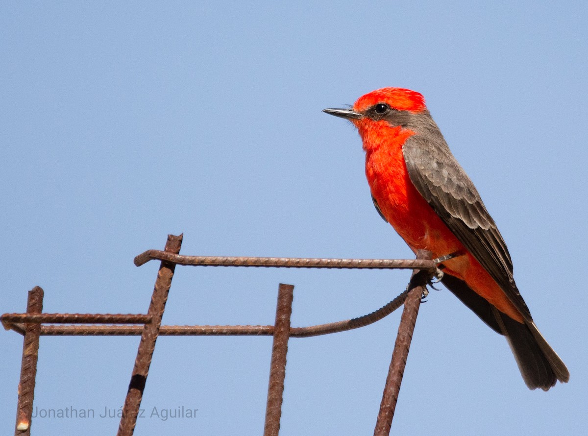 Vermilion Flycatcher - ML366340031