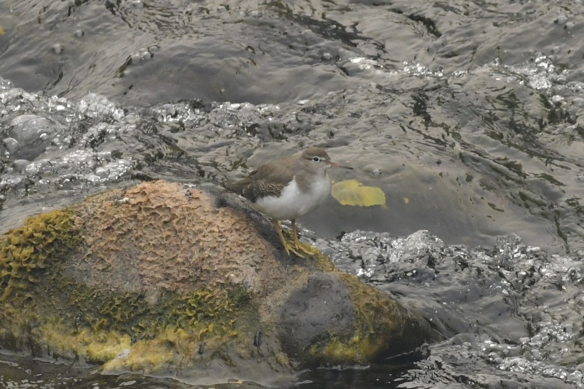 Spotted Sandpiper - ML366340591