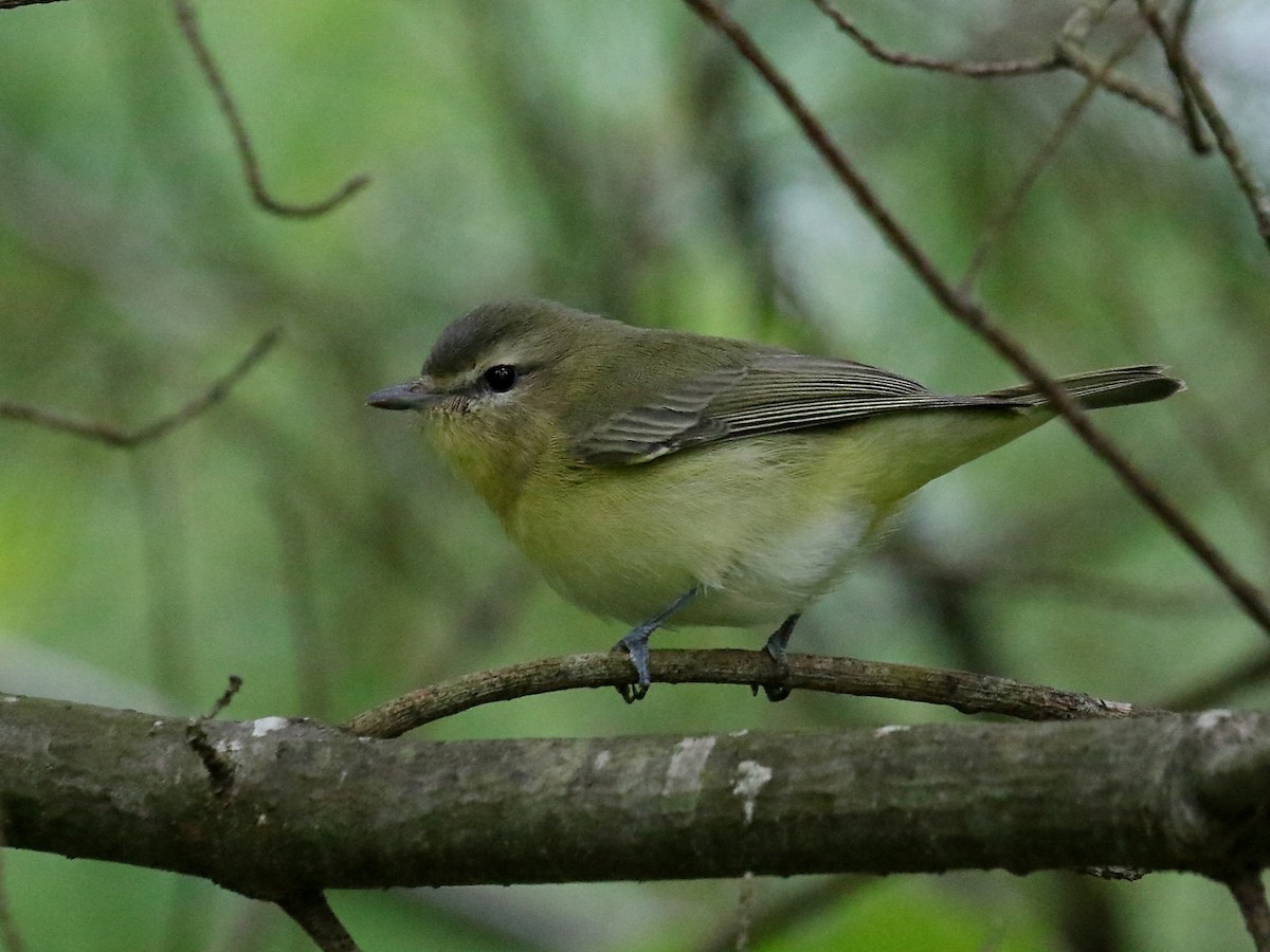 Philadelphia Vireo - Stephen Mirick