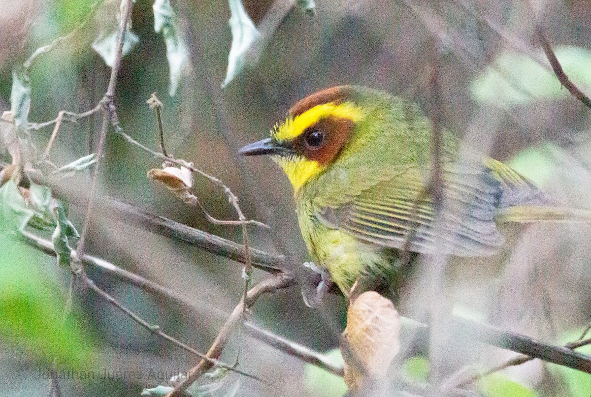 Golden-browed Warbler - ML366340911