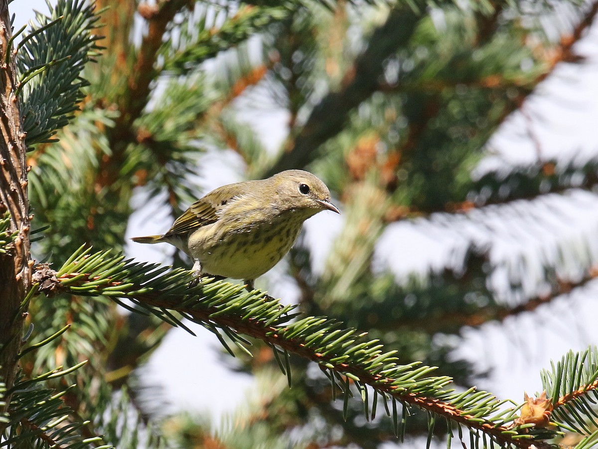 Cape May Warbler - ML366341071