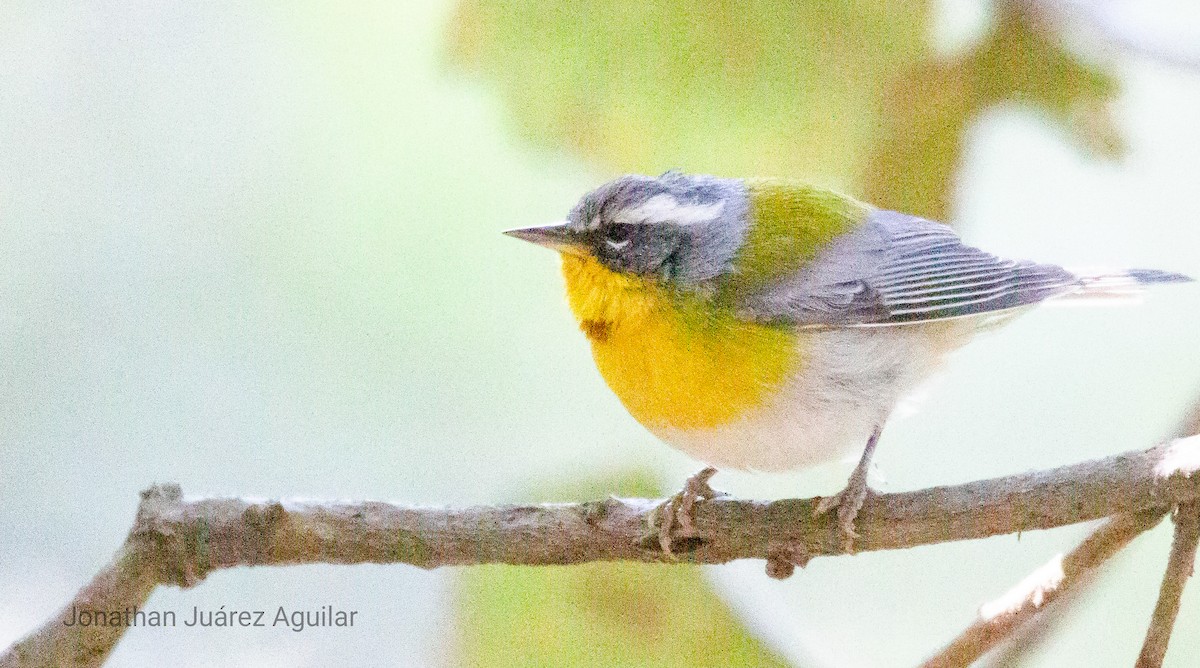 Crescent-chested Warbler - ML366341161