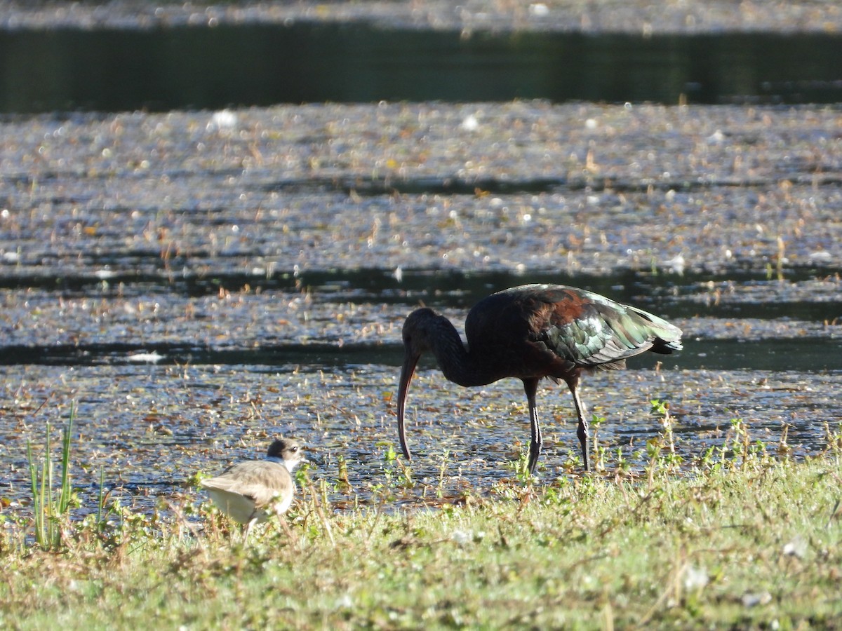 Ibis à face blanche - ML366341421