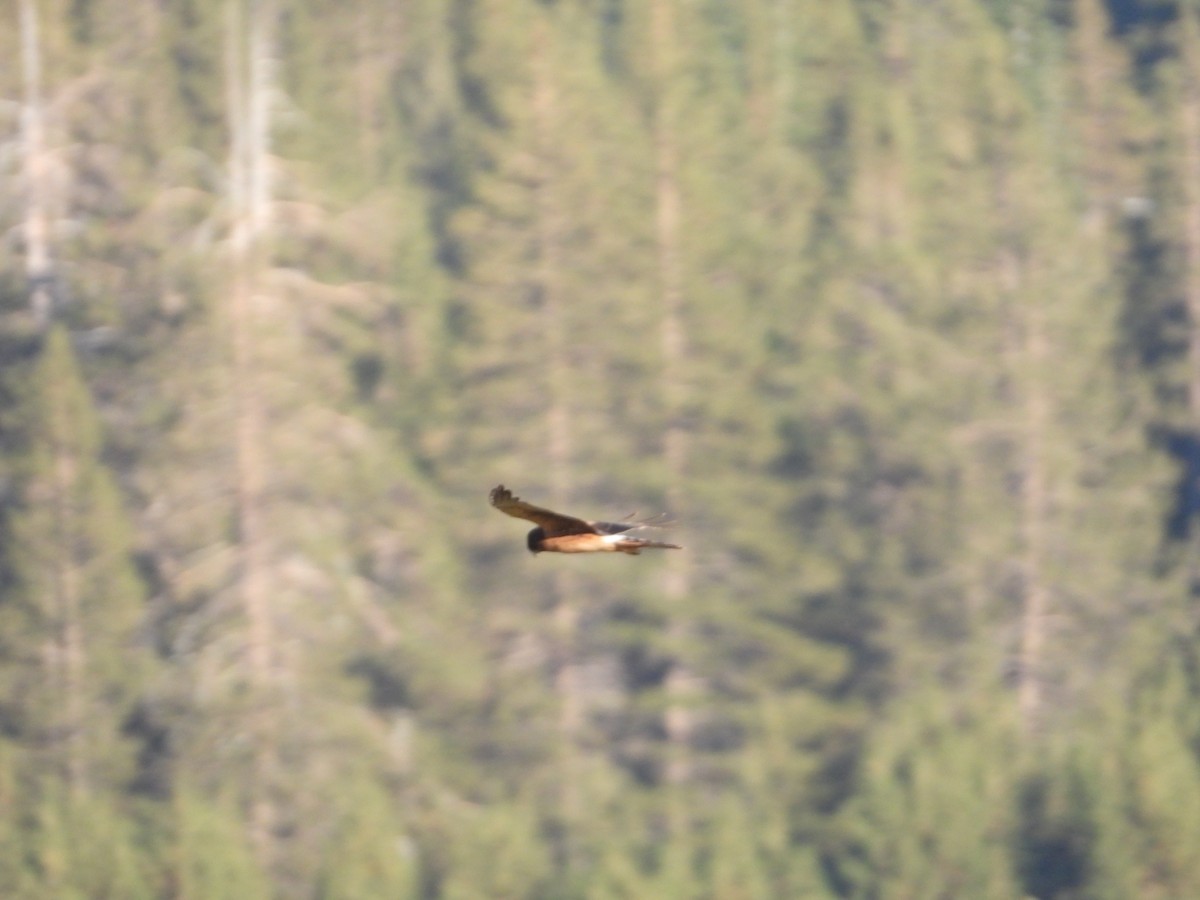 Northern Harrier - ML366342891