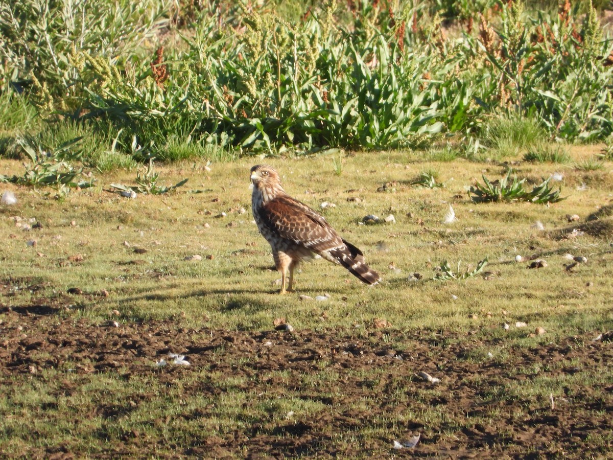 Red-shouldered Hawk - ML366342961