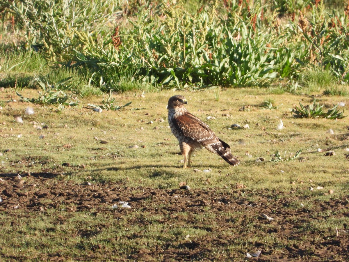 Red-shouldered Hawk - ML366342971