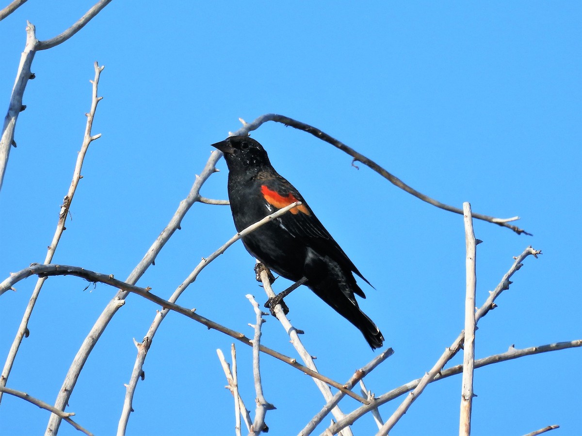 Red-winged Blackbird - ML366343511