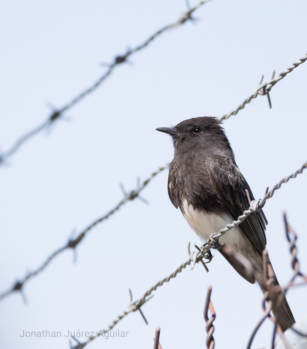 Black Phoebe - ML366344451