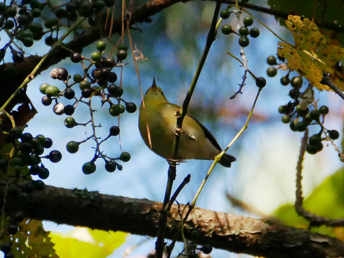 Tennessee Warbler - ML366345511