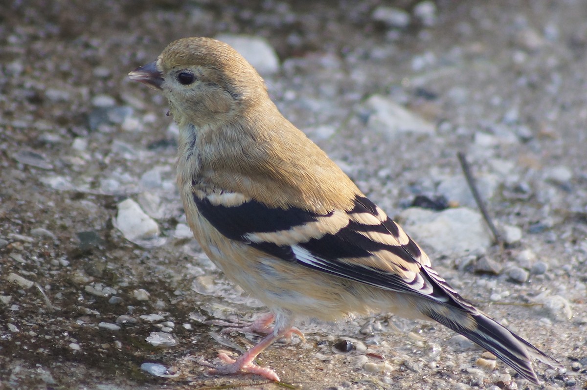 American Goldfinch - ML366345751