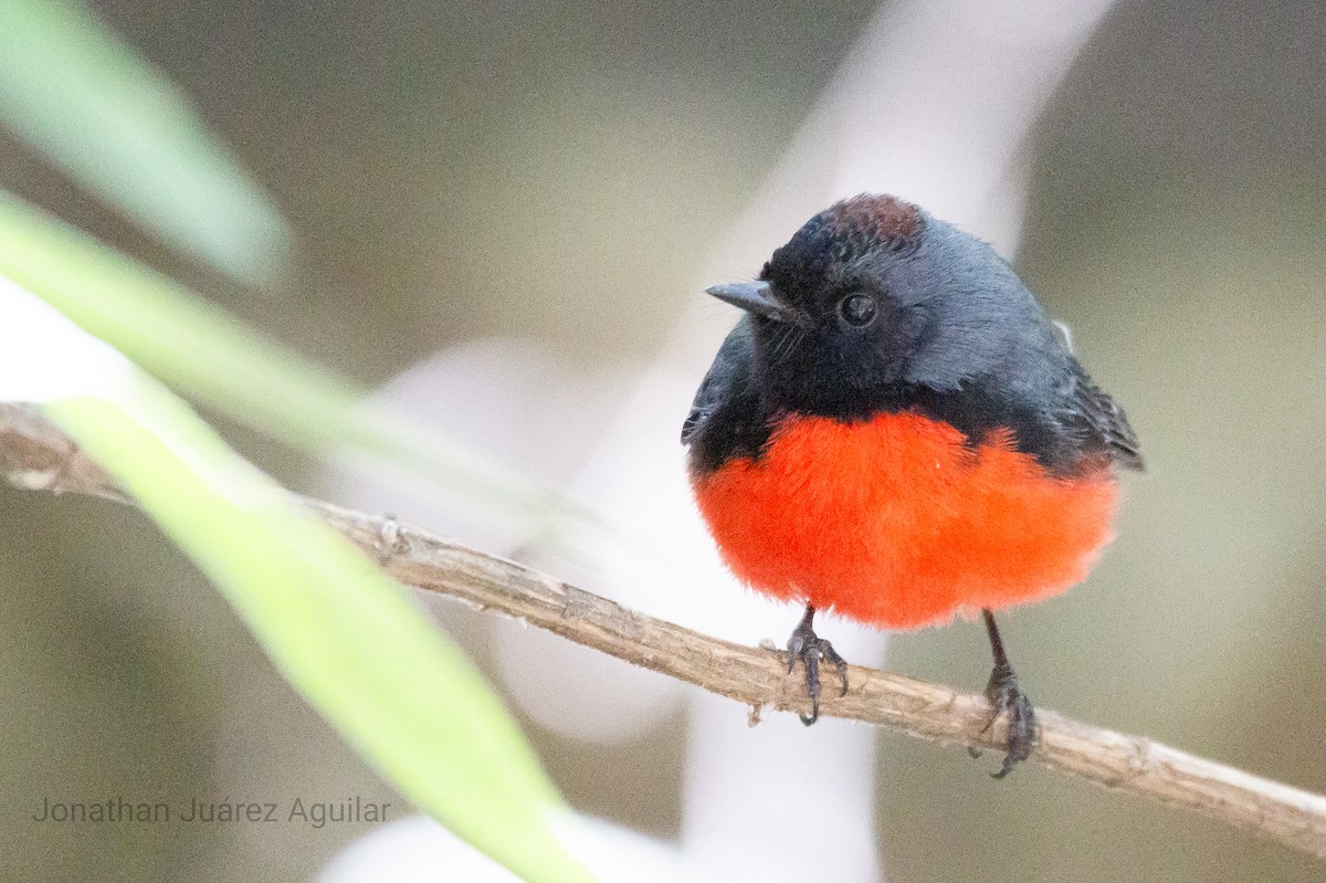 Slate-throated Redstart - ML366346491