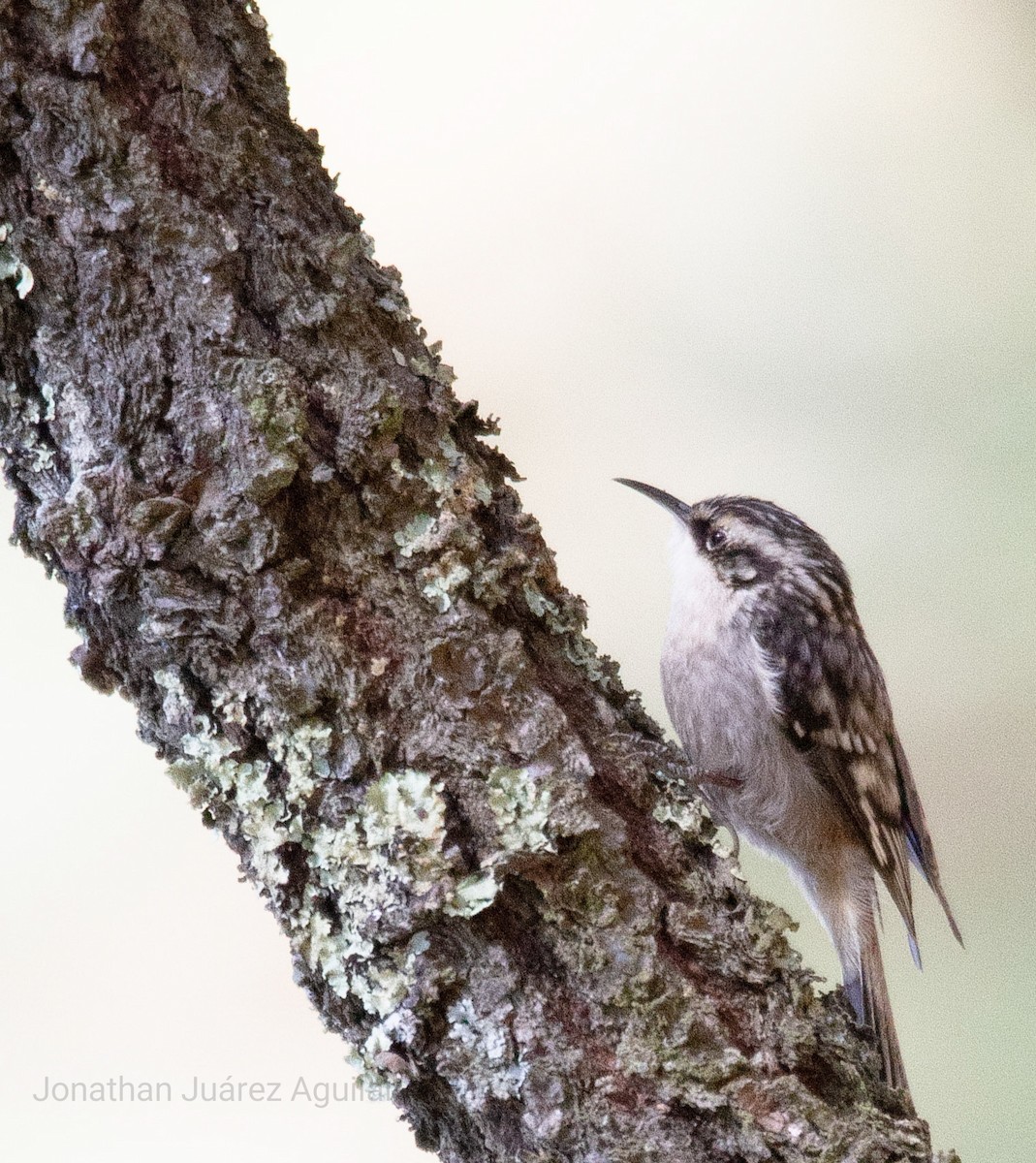 Brown Creeper - ML366348551