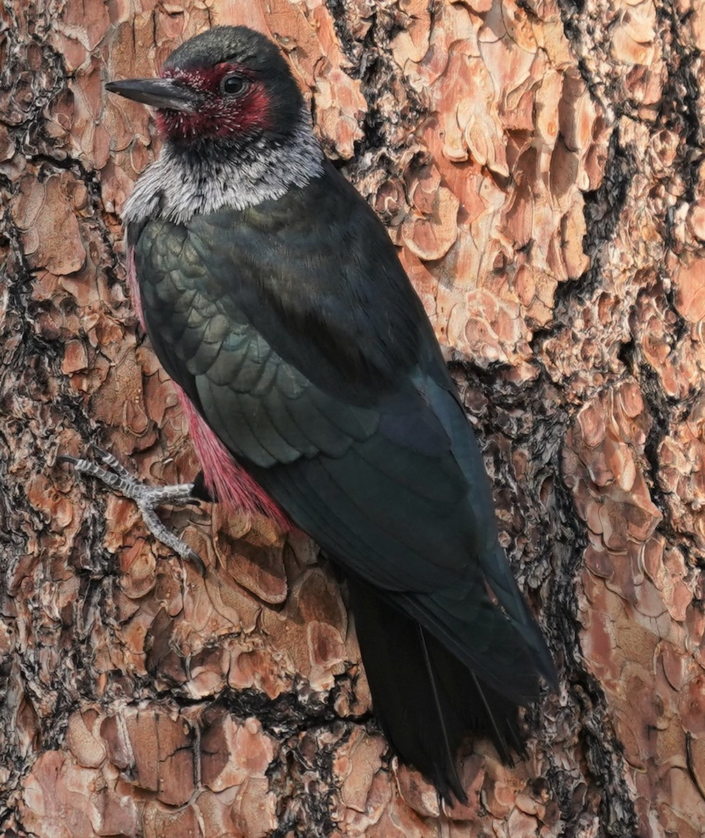 Lewis's Woodpecker - Marcia Lincoln