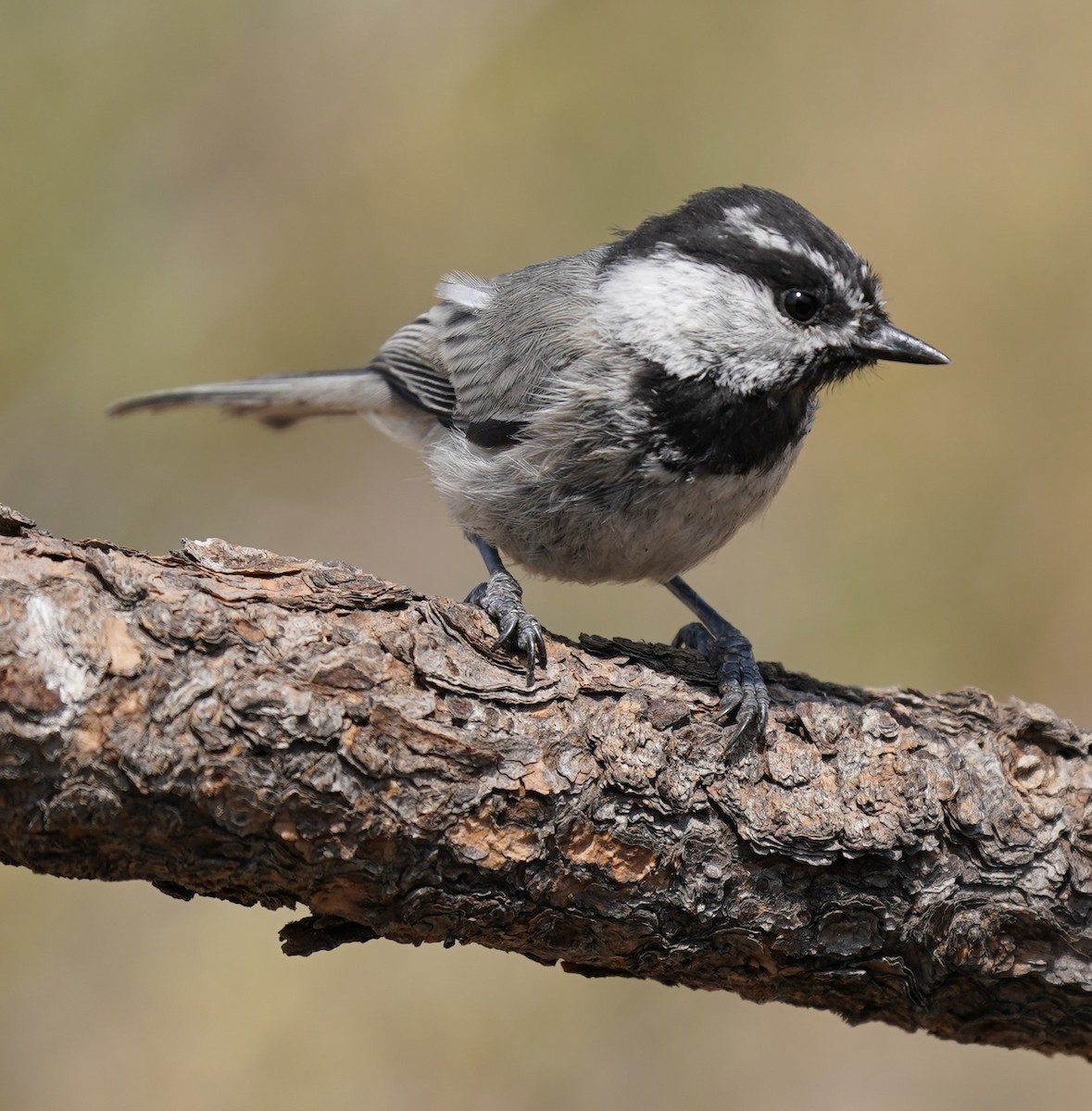 Mountain Chickadee - Marcia Lincoln