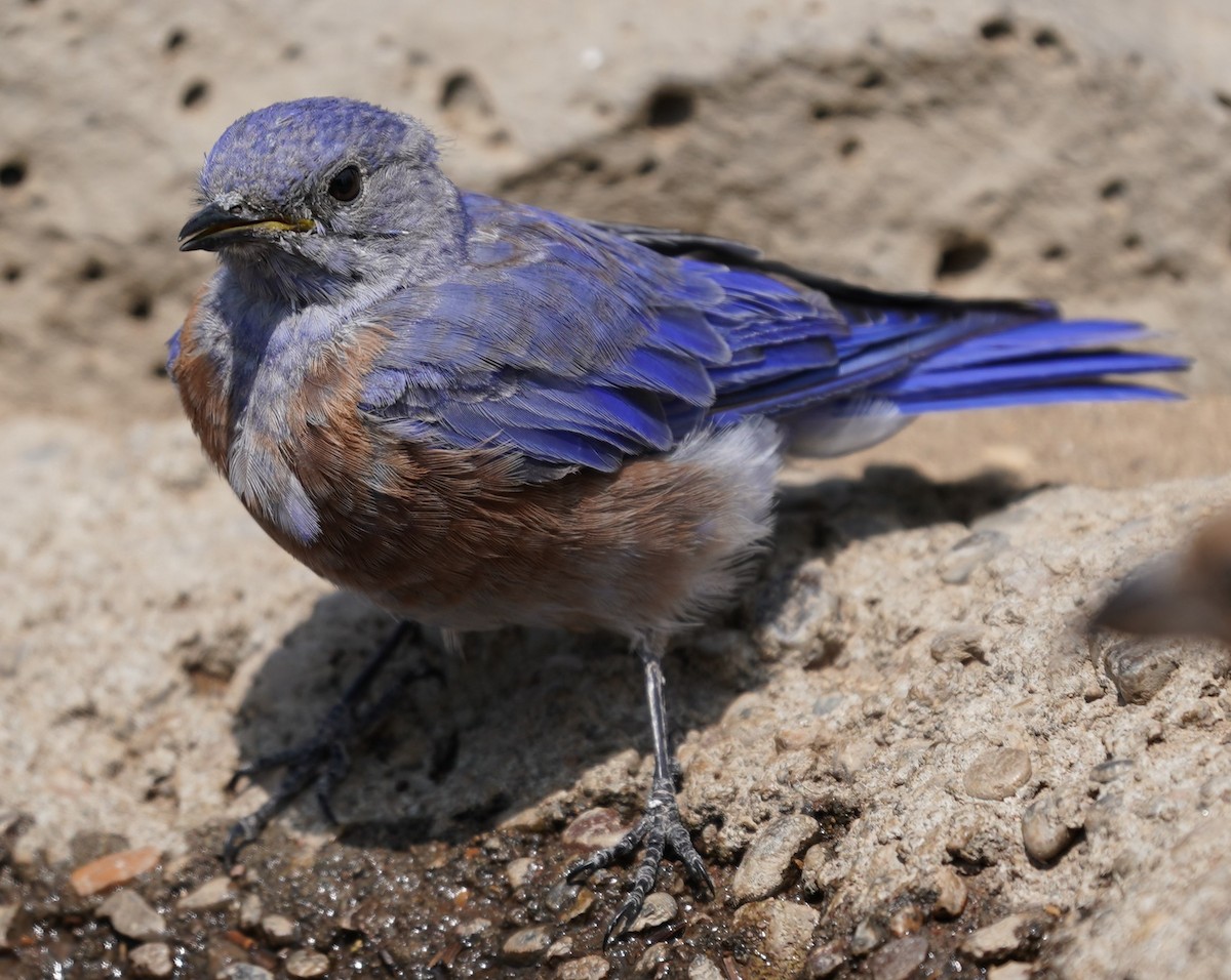 Western Bluebird - ML366351291