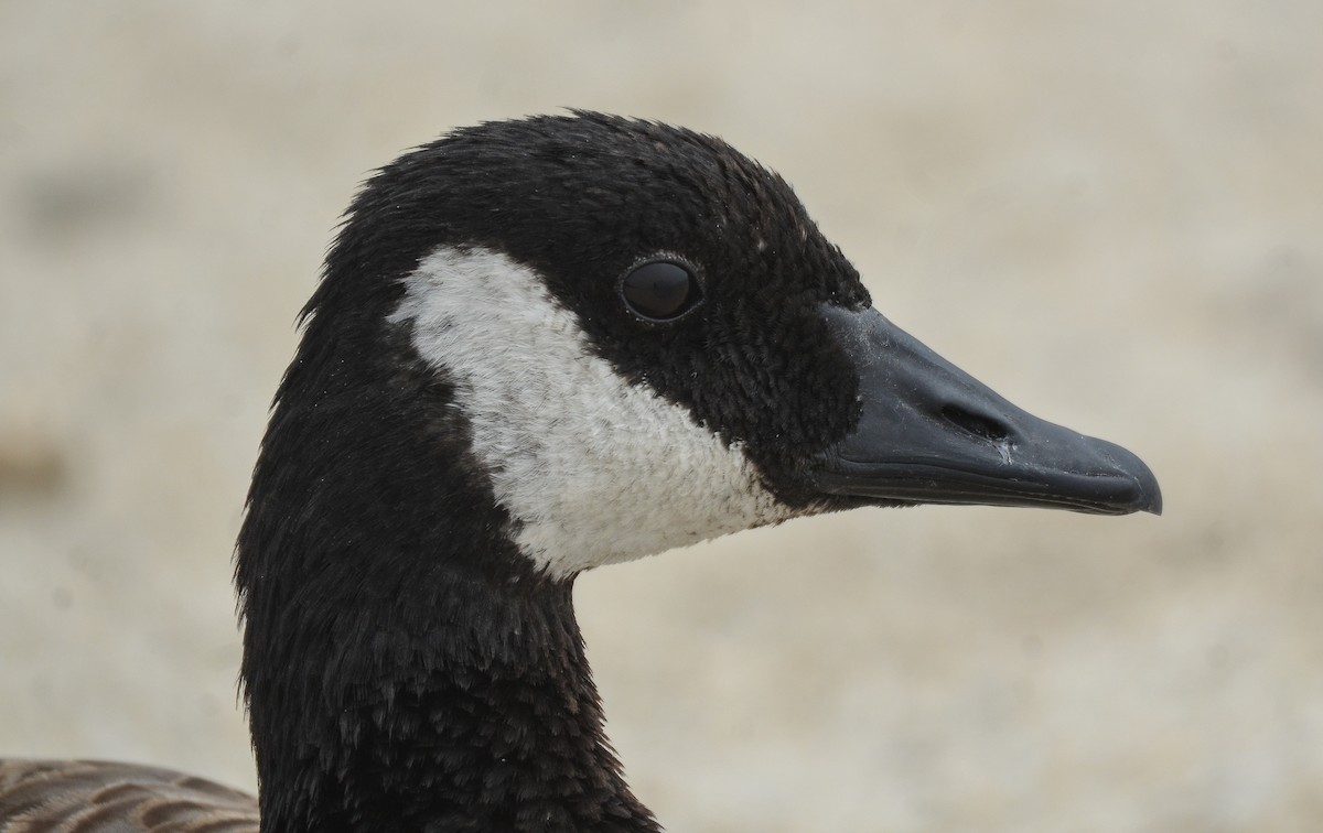 Canada Goose (moffitti/maxima) - ML366351531