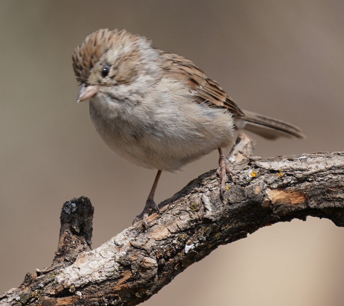 Brewer's Sparrow - ML366351731