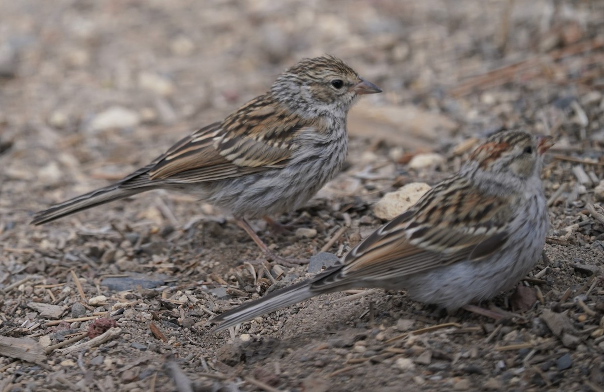 Chipping Sparrow - ML366351781